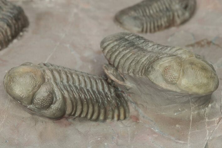 Cluster of Colorful Trilobites (Austerops & Gerastos) - Jorf, Morocco #210168